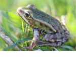 les grenouille <3333