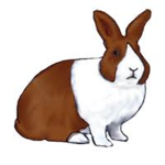 swamp rabbit