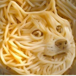 Shiba v
