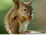 The squirrel squad oof