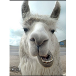 The mighty llamas