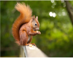 squirrels!!