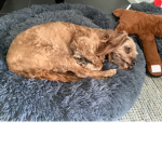 Lovesdogsforever