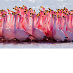 Team Flamingo or Life