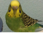 Birb gang:)