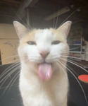 CATSREUNION