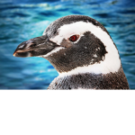 GeneralPenguinTheGroupForPenguins