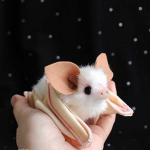 -- | Animal Ranking | --