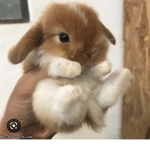 Animal testing(bunny army)