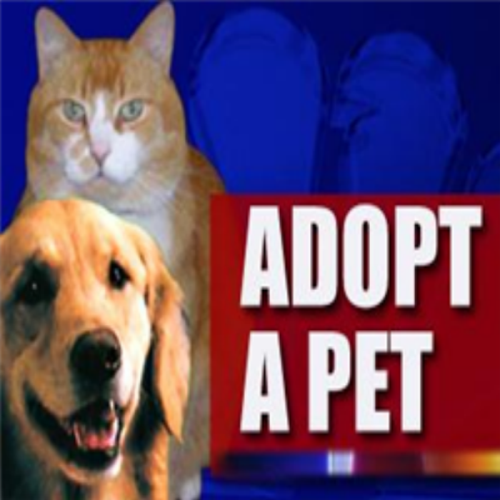 new_pet_adoption Roblox decal