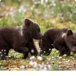 Teddy bear sqaud!