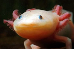 Axolotl Gaming Club