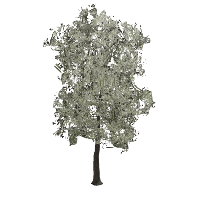 American Elm
