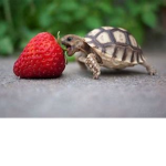 The Turtle Fam Group