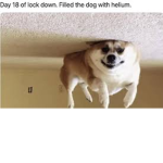 Dog helium