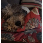 Charlie videos fan club