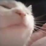 henlo frend g a m e r s