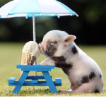 #TEAM CUTENESS