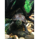 Turtles=LIFE