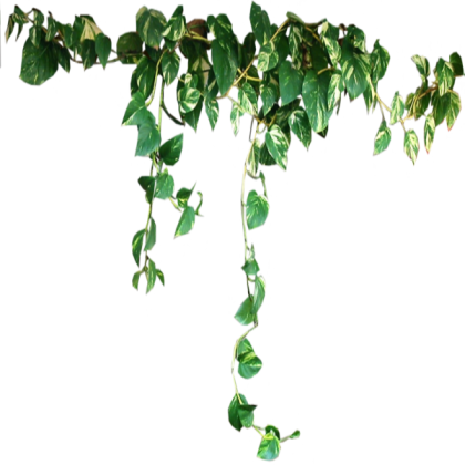 Vines (Transparent) Roblox decal