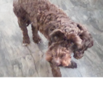 #Puppy Team of PUPPYS