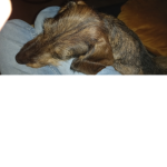 #TeamDogie#