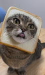Cats Leah and