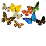 __~The Butterflies~__