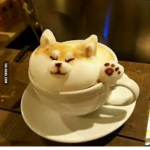 || Shiba Cafe ||
