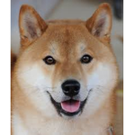 [doggo team]