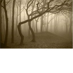 Midnight forest adventure