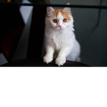 Chat with #cats
