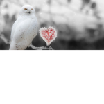 The Owls club!