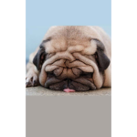 Pug fans group.