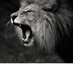 Lion attack