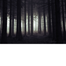The Forest (BETA)
