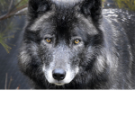 Detroit Zoo Wolves