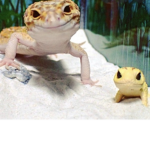 Lexi's Lizards