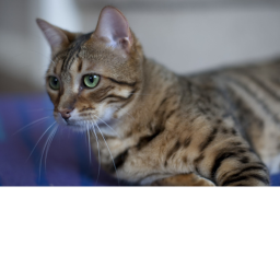 pixels place my cat pixels game
