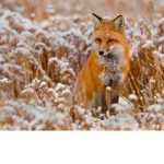 Foxes Group\\\\\\\