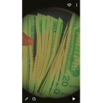 Blood_jay