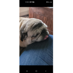 Pugs are pawsome