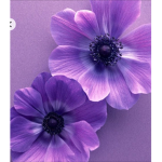 ~* voILeTs*~