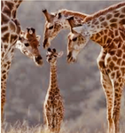 Baby giraffe fam