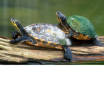 Turtles are the best animal.