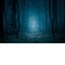 The forest