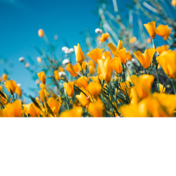 Flower Parkour: Level Easy