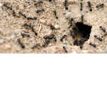 THE ANT RAID GROUP