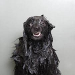 SoggeyDoggs