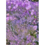 BREANNA FLOWER BRE